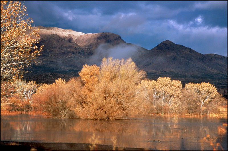 Bosque del Apache Photo 08